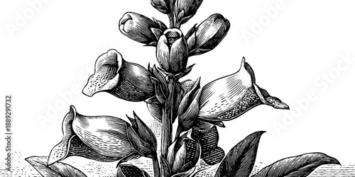 Vintage foxglove botanical engraving from 19th century art, illustrative design for posters and prints