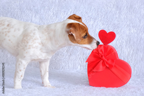 Cute Jack Russell Terrier dog walks up to red gift box and sniffs heart on white background. Concept of Valentine's Day, animal love and gifts. White and brown puppy in close-up. Slow motion