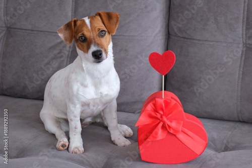 Portrait of cute Jack Russell Terrier dog sitting home on gray sofa next to red heart. Concept of Valentine's Day, animal love and gifts. Puppy is lying in close-up looking into frame. Slow motion