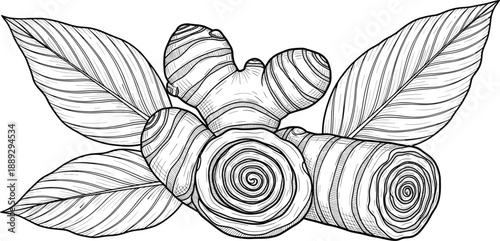 Detailed Ginger Root and Leaves Line Art Vector Illustration with Sliced Rhizome for Healthy Culinary Recipes Traditional Herbal Medicine and Botanical Coloring Book Page Design