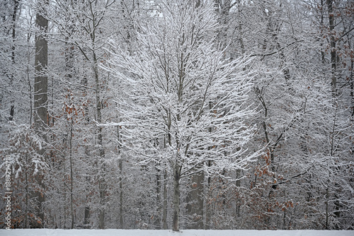 trees in snow