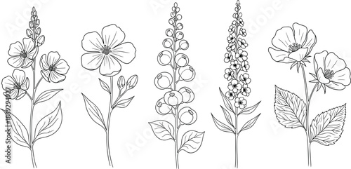 Set of hand drawn delicate floral line art illustrations featuring wildflower stems and botanical blossoms for elegant garden themed wedding invitations and branding design.