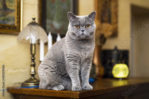 Duża kotka Brytyjka