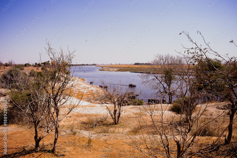 Obraz premium Chobe River floodplain with elephants