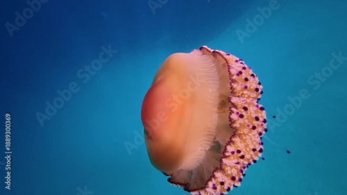 Massive Fried Egg Jellyfish swimming underwater in the vast clear blue sea of Halkidiki, Greece. Slow motion diving footage of Cotylorhiza tuberculata in the Aegean.