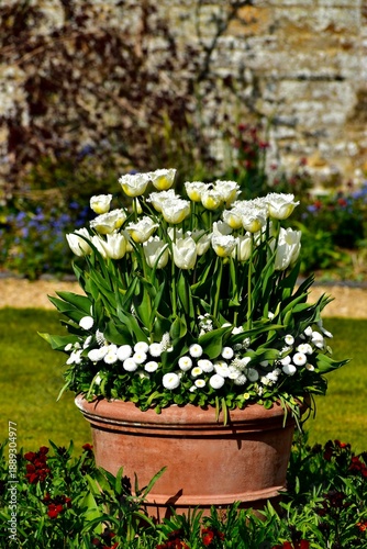 A composition with white garden tulips growing in a clay pot in the garden in spring, Northampton, England, UK
