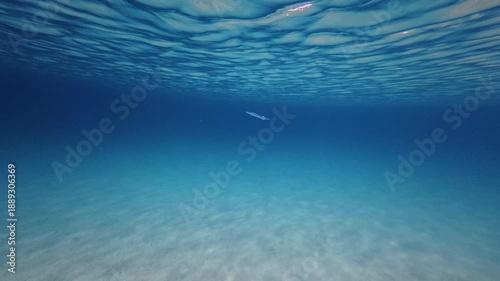 Underwater Close-Up of Wild Needlefish (Garfish) Swimming in Clear Blue Sea