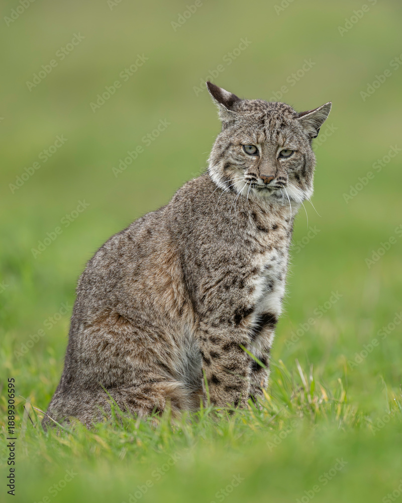 Naklejka premium bobcat (Lynx rufus), Point Reyes National Seashore