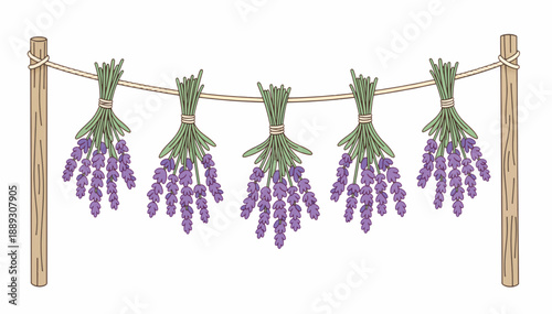 Drying lavender bunches hanging on a rope. Hand drawn vector illustration of floral herbs. Isolated purple flowers for aromatherapy and rustic decor