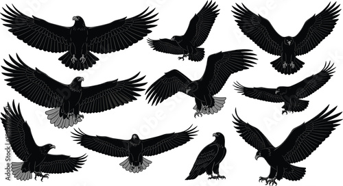 Flying eagle silhouette illustration set, black bird wings spread poses, powerful raptor wildlife, dramatic animal vector collection