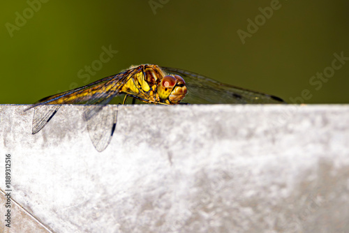Ważka siedząca na murku