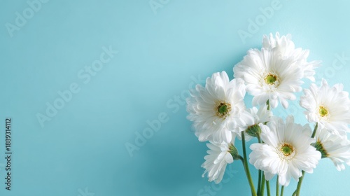 White daisies on light blue background with delicate petals and green stems.