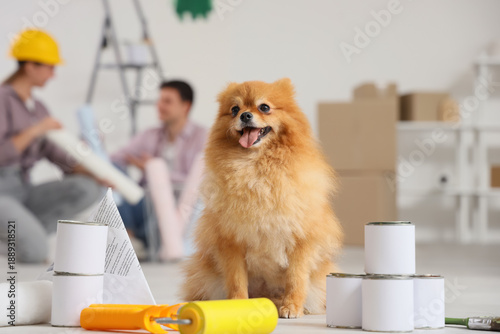 Cute Pomeranian dog with pa...