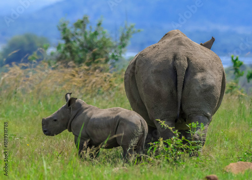 Cute baby Rhino or Rhinoceros during a safari in South Africa