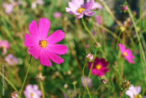 Close up, macro of pink cosmos flower blooming in green summer garden with colorful blurred background and natural sunlight. Nature, floral and seasonal concepts. Floral decor for landscape design