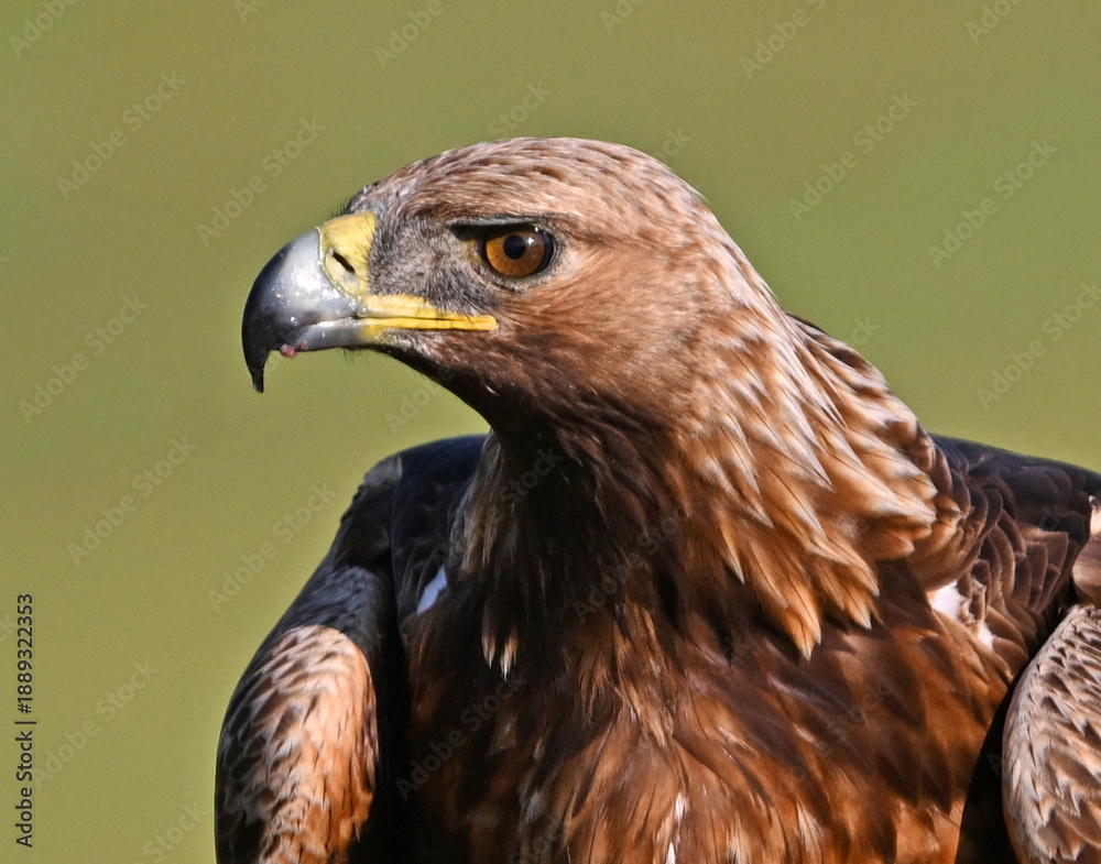 Naklejka premium a powerful golden eagle (aquila chrysaetos) in spain