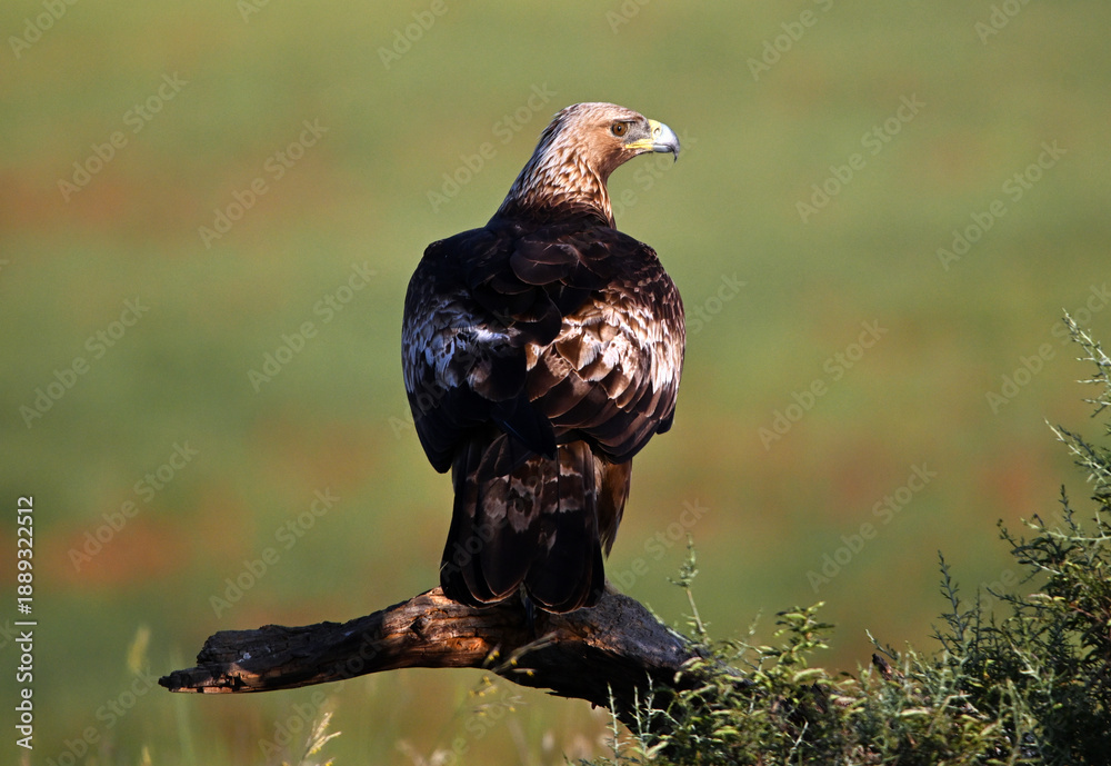 Fototapeta premium a majetic golden eagle flying in the mountain