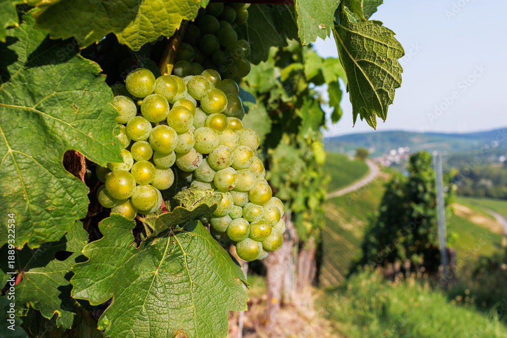 Naklejka premium Close up of green grape cluster hanging on a grapevine with lush leaf and a blurred vineyard hillside in the background. Shallow depth of field
