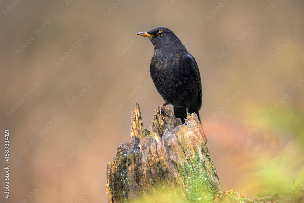 custom made wallpaper toronto digitalamsel turdus merula blackbird