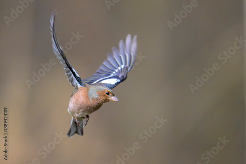 Buchfink Fringilla coelebs chaffinch