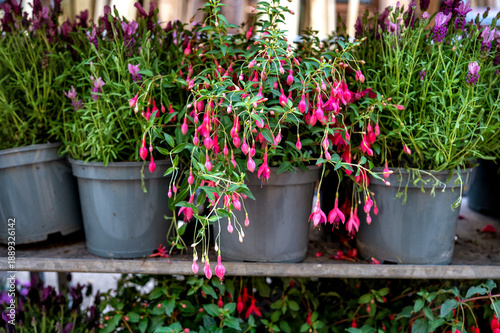 Foto Potted fuchsia magellanica plants with pink and purple flowers displayed outdoors at a garden center