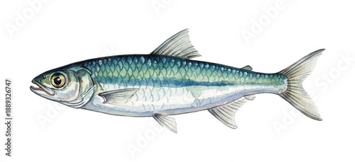 Detailed watercolor illustration of a single marine fish with blue green and silver scales on white background