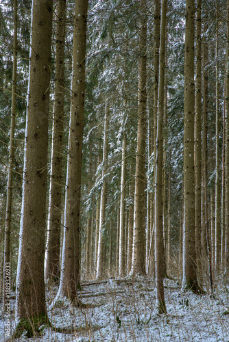 Tall trees stand in a forest covered with snow during winter in a quiet and remote area