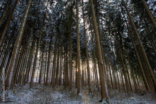 Sunlight filters through tall trees in a snowy forest during winter in the early morning hours