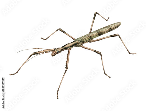 Detailed illustration of a stick insect standing still a realistic scientific drawing with natural camouflage