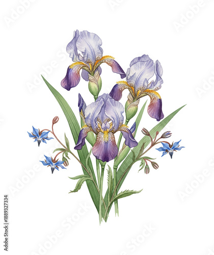 Detailed Watercolor Painting of Beautiful Purple Blue Iris Flowers and Green Leaves with Small Blue Borage Blooms