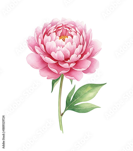 Beautiful pink peony flower with green leaves and stem and a yellow center delicate watercolor illustration