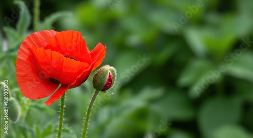 Symmetrical bright red Papaver poppy flower and unopened bud blooming vibrantly in a lush green summer garden, poppy, flower, papaver