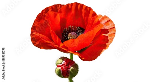Symmetrical vibrant red Papaver poppy flower and unopened bud isolated in bright sunlight, detailed close-up view of beautiful summer garden bloom, poppy, Papaver, flower