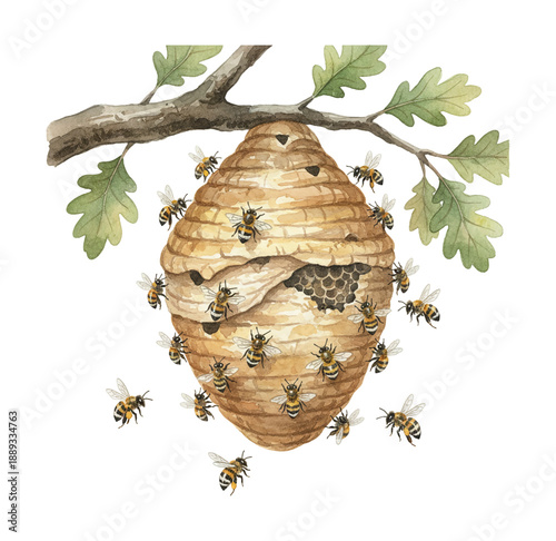 A detailed watercolor illustration of a bustling beehive hanging from an oak branch with numerous honey bees flying around and entering the nest
