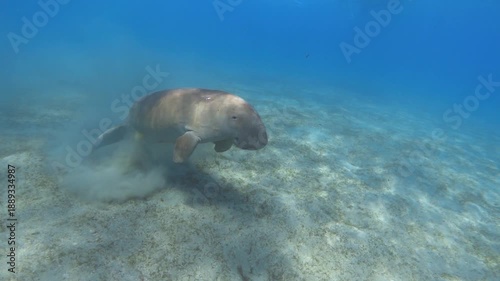 Dugong dugon (sea cow) underwater, slow motion