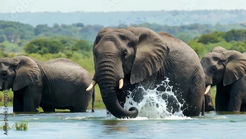 Cinematic 4K footage of an elephant splashing water over itself waterhole surrounded by other elephants capturing playful wildlife behavior natural textures serene outdoor 