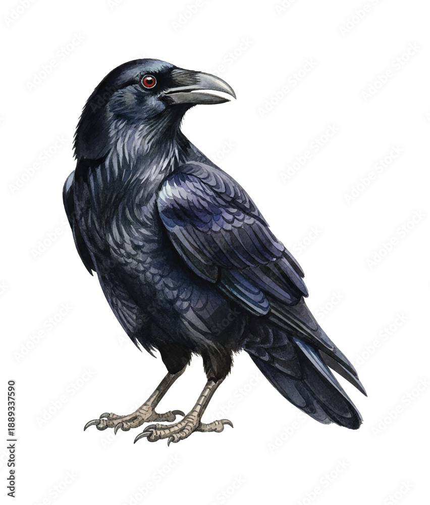 Naklejka premium Beautiful detailed illustration of a majestic black raven with striking red eyes standing alertly on white background