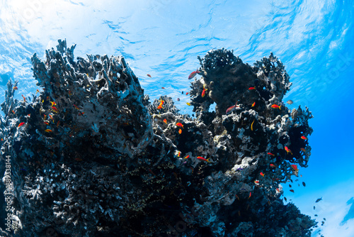 Εκτύπωση καμβά Colorful coral reef with tropical fish beneath the water surface in the Red Sea, Egypt, showing diverse marine life in clear blue water
