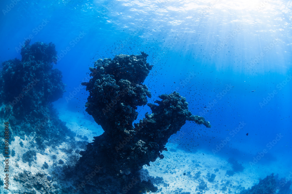 Obraz premium Coral pinnacle rising from the seafloor in the Red Sea, Egypt, surrounded by small reef fish in clear blue underwater light.