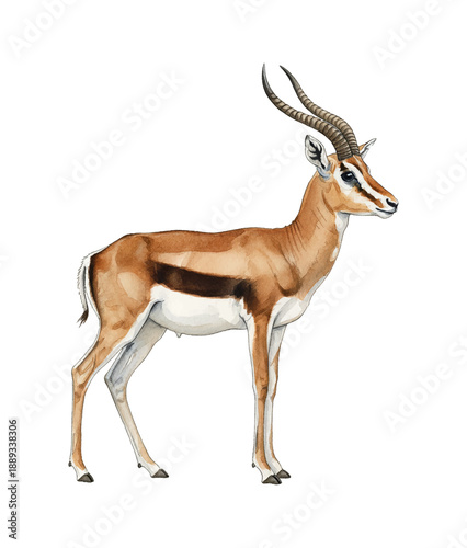 Detailed watercolor illustration of a calm gazelle standing side view with long curved horns and brown white fur