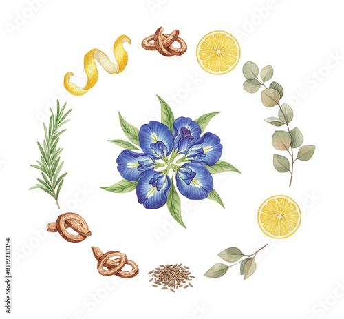 Watercolor botanical illustration featuring butterfly pea flower lemon zest rosemary and aromatic spices