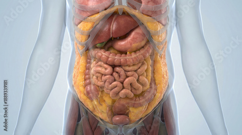 3D Rendering of Human Torso with Abdominal Organs and Visceral Fat