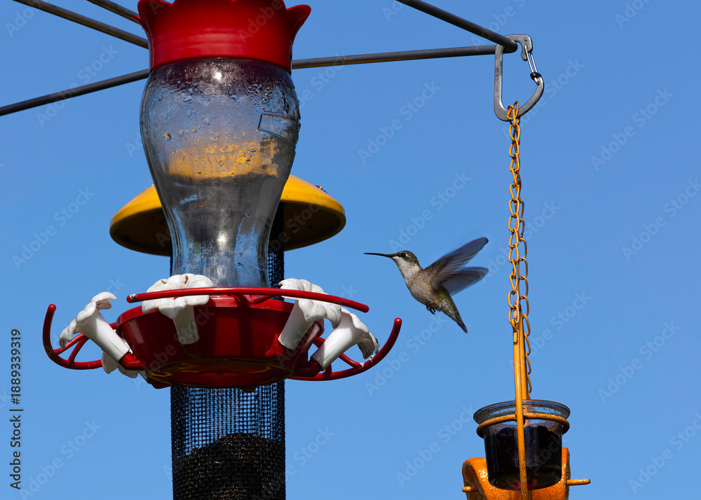 Fototapeta premium A Hummingfird hovering by a feeder