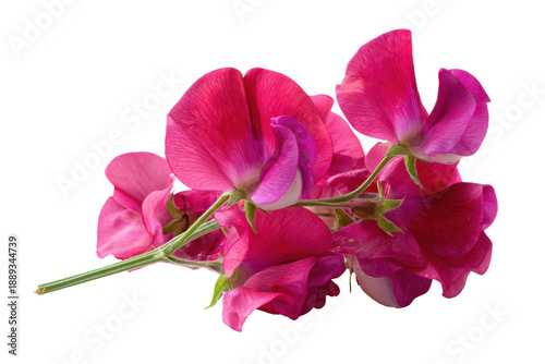 Vibrant Pink Sweet Peas, Studio Close-up, Perfect for Floral Design and Spring Themes