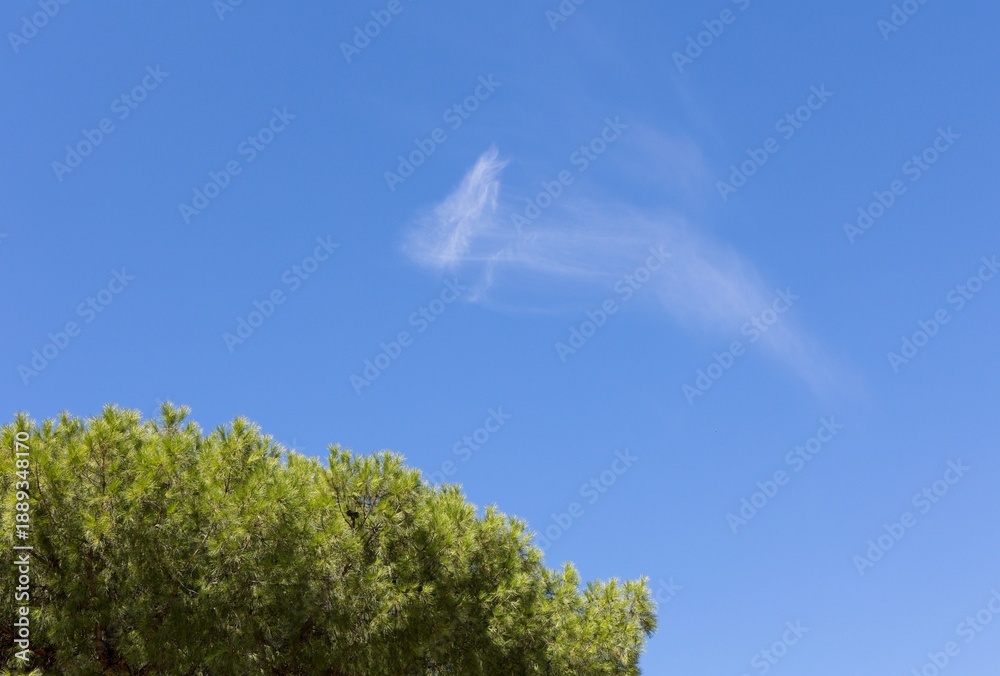 Obraz premium Blue sky and a Stone Pine (Pinus pinea) top, with a whipsy cloud. Focal length 50mm