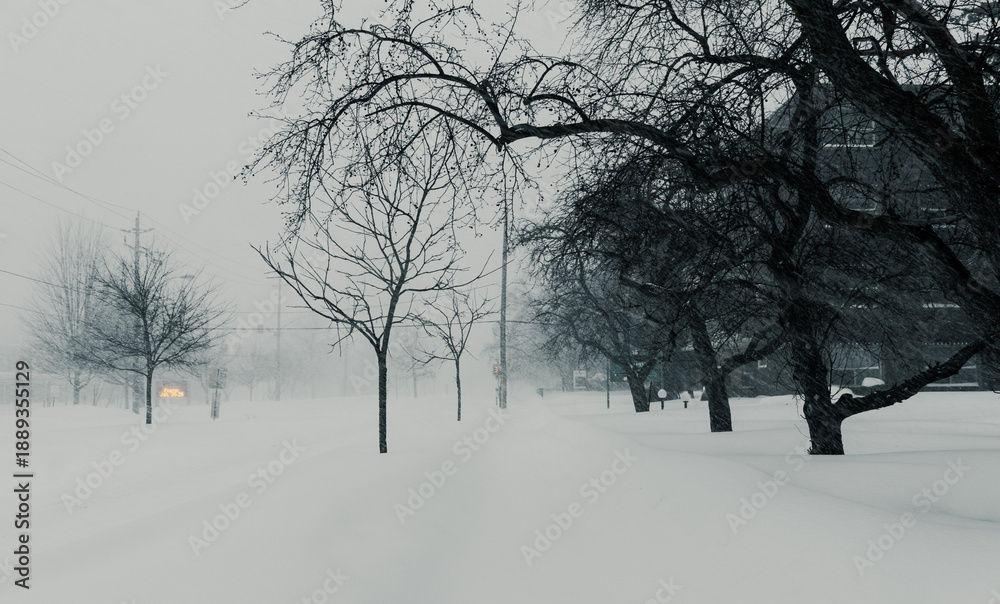 Fototapeta premium Toronto Winter Storm January 2026 - Snowy urban street with leafless trees and low visibility