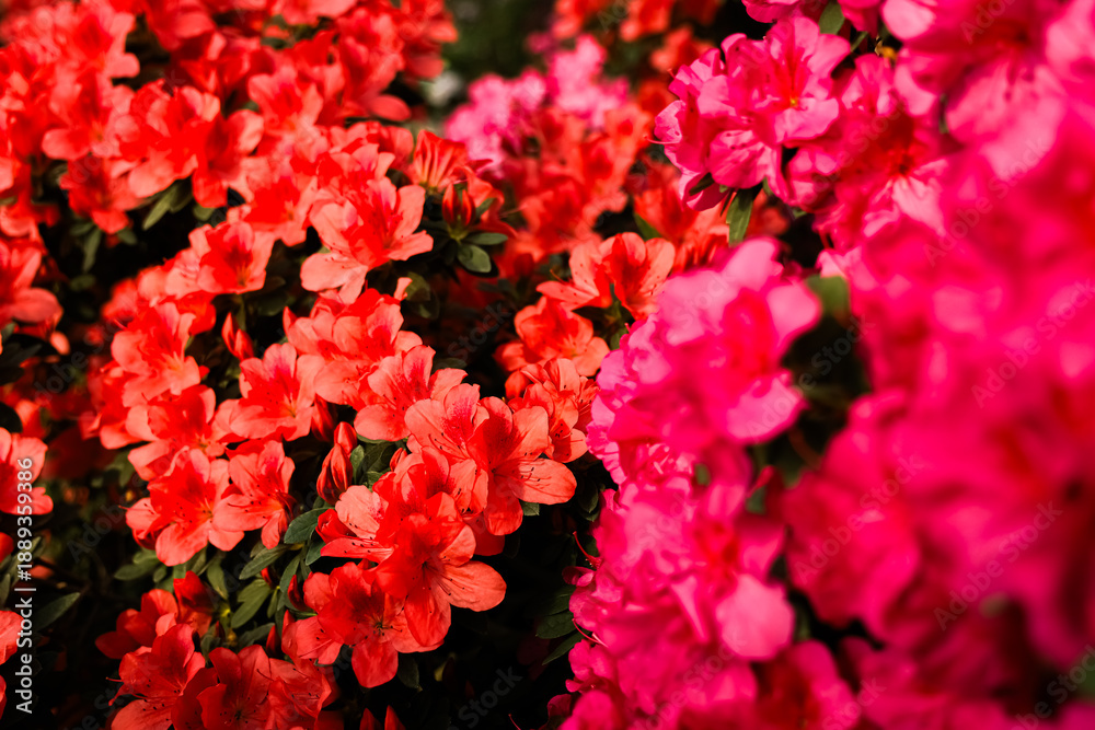 Fototapeta premium Flowers Azalea bloom in bright colors during springtime in a garden with many plants
