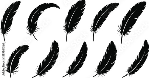Elegant black feathers on white background for design
