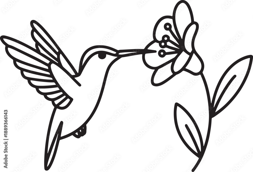 Obraz premium Black outline hummingbird feeding from a stylized flower on a white background nectar