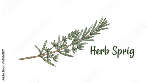Hand-drawn herb sprig featuring a detailed botanical design